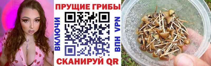 Псилоцибиновые грибы Magic Shrooms  ОМГ ОМГ ONION  Череповец 