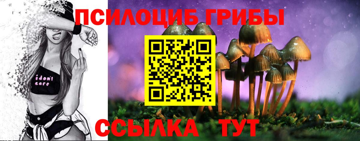 Галлюциногенные грибы Psilocybe Череповец